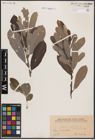 Foto von Salix cinerea L.